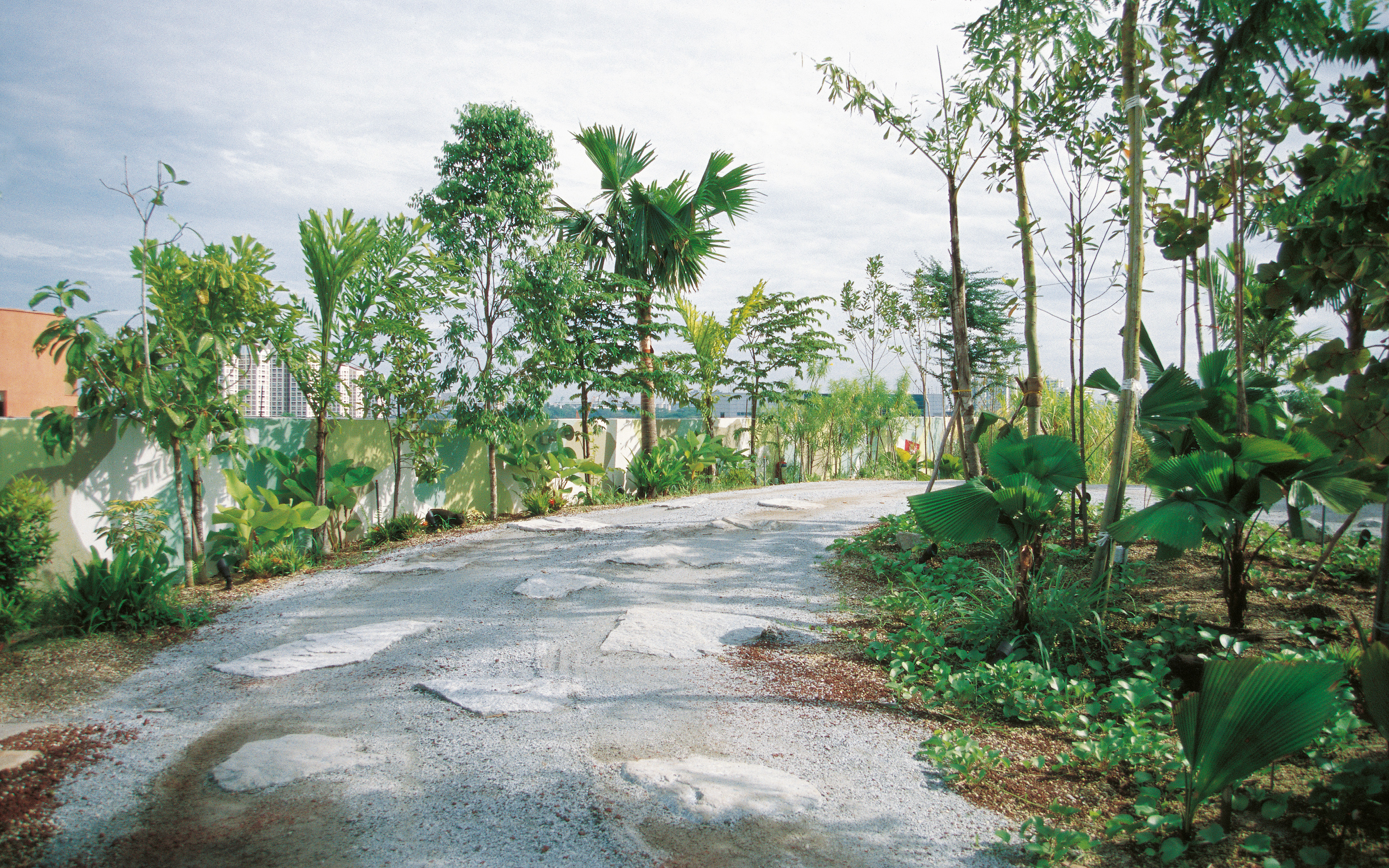 Palmtrees along a road with humps and rocks on a rooftop